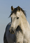 Andalusian horse portrait