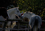 Andalusian horses