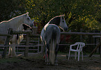 Andalusian horses