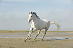 galloping Andalusian horse