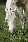 browsing Andalusian horse