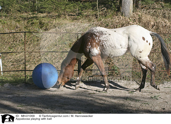 Appaloosa playing with ball / MH-01068
