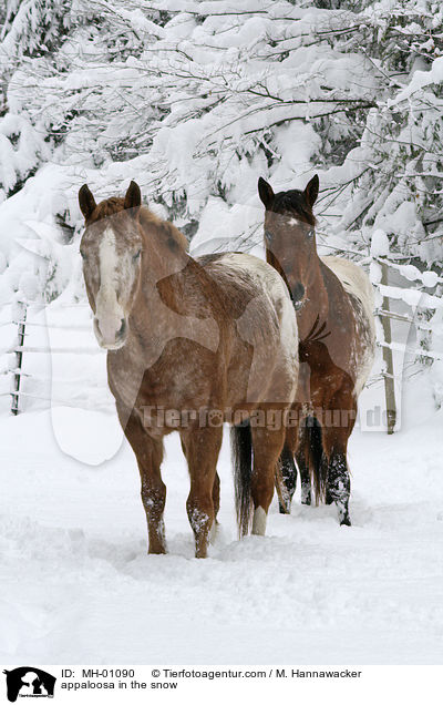appaloosa in the snow / MH-01090