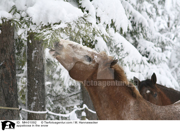 appaloosa in the snow / MH-01092