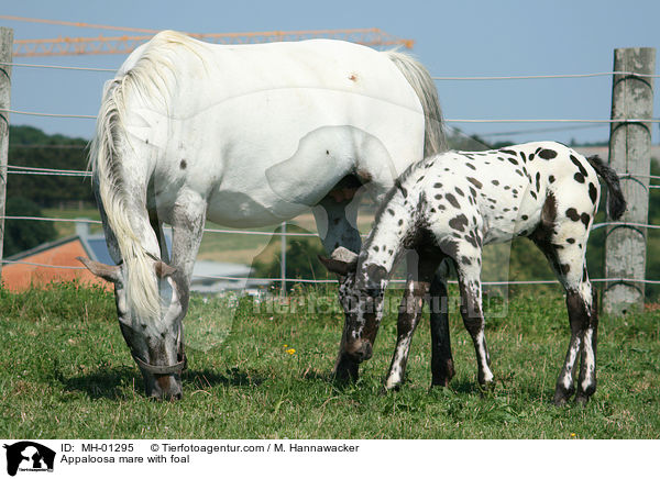 Appaloosa mare with foal / MH-01295