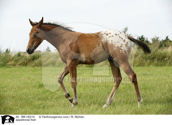 appaloosa foal / RR-16210