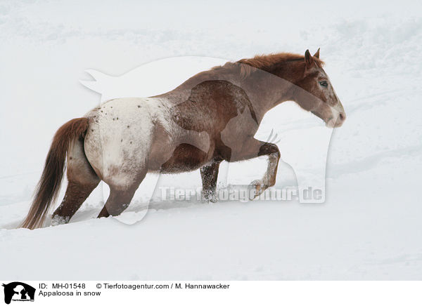 Appaloosa in snow / MH-01548