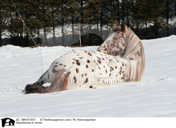Appaloosa in snow / MH-01551