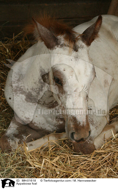 Appaloosa foal / MH-01618