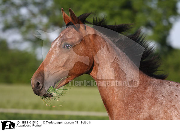 Appaloosa Portrait / BES-01510