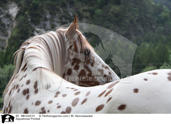 Appaloosa Portrait / MH-02010