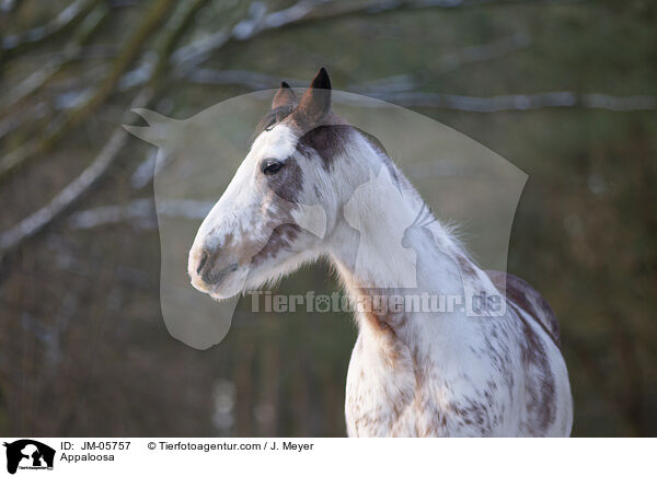 Appaloosa / Appaloosa / JM-05757