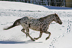 appaloosa in snow