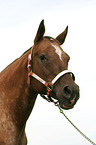 Appaloosa horse Portrait