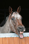 yawning Appaloosa