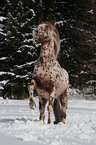 Appaloosa in snow