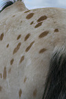 Appaloosa