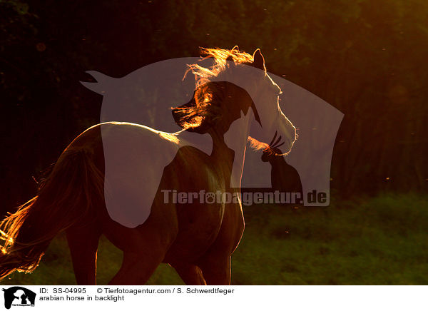 arabian horse in backlight / SS-04995