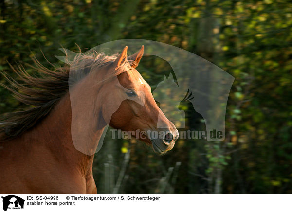 arabian horse portrait / SS-04996