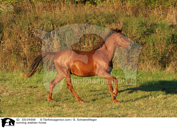 running arabian horse / SS-04998