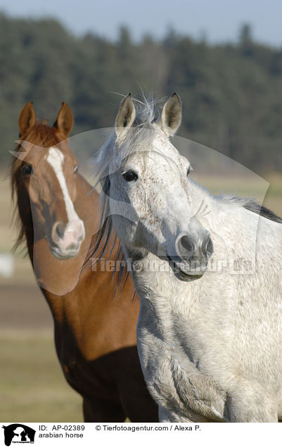 arabian horse / AP-02389