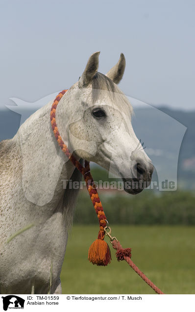Arabian horse / TM-01559