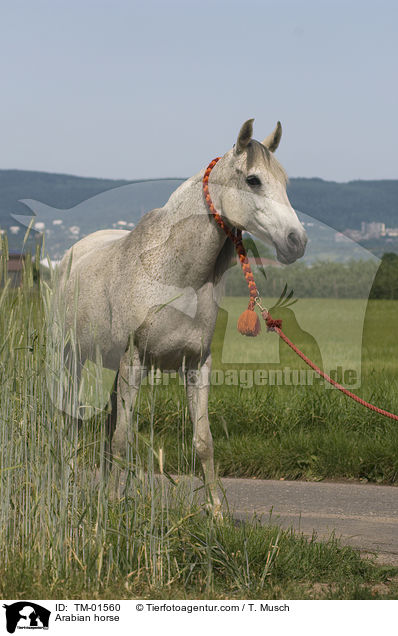 Arabian horse / TM-01560