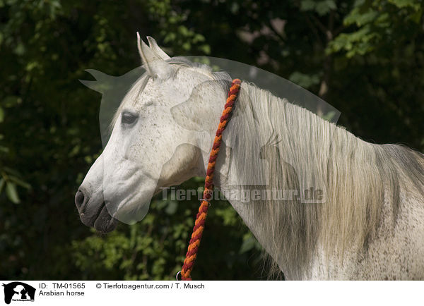 Arabian horse / TM-01565