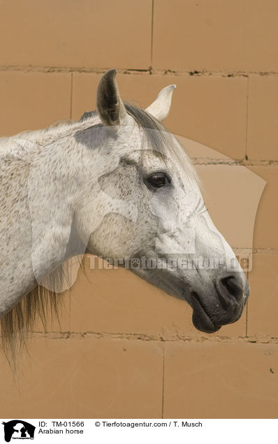 Arabian horse / TM-01566