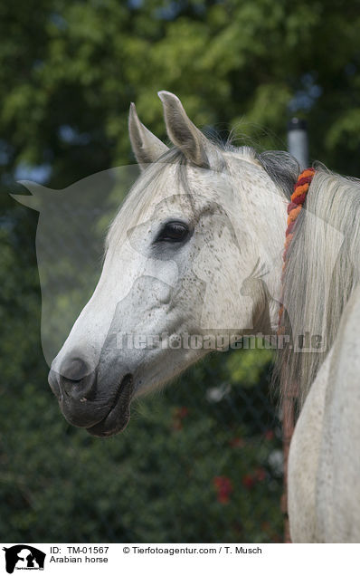 Arabian horse / TM-01567