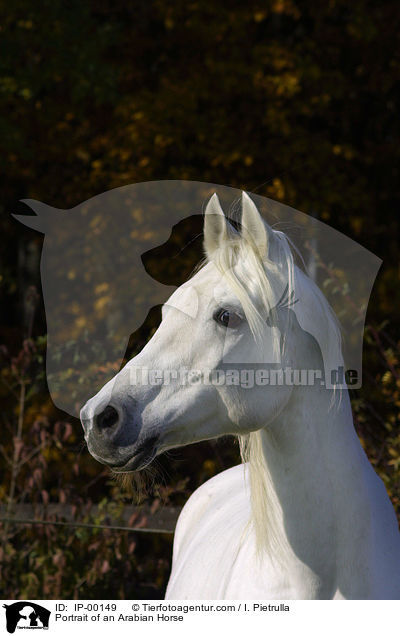 Portrait of an Arabian Horse / IP-00149