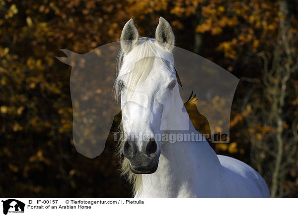 Portrait of an Arabian Horse / IP-00157