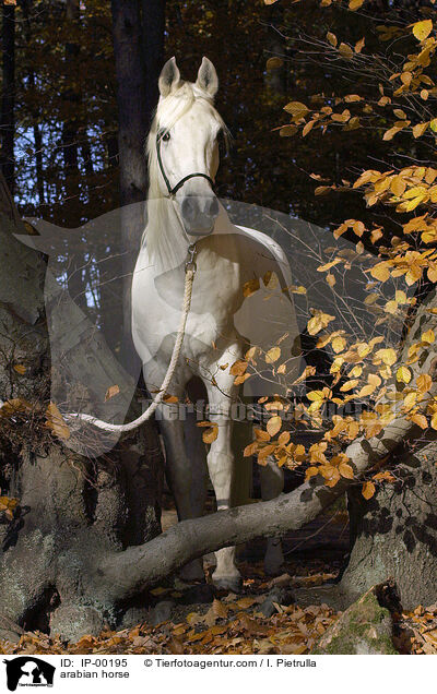 arabian horse / IP-00195