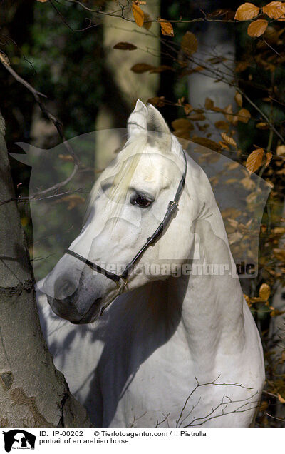 portrait of an arabian horse / IP-00202