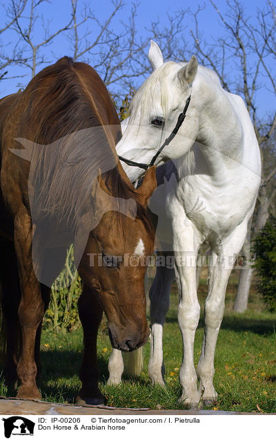 Don Horse & Arabian horse / IP-00206