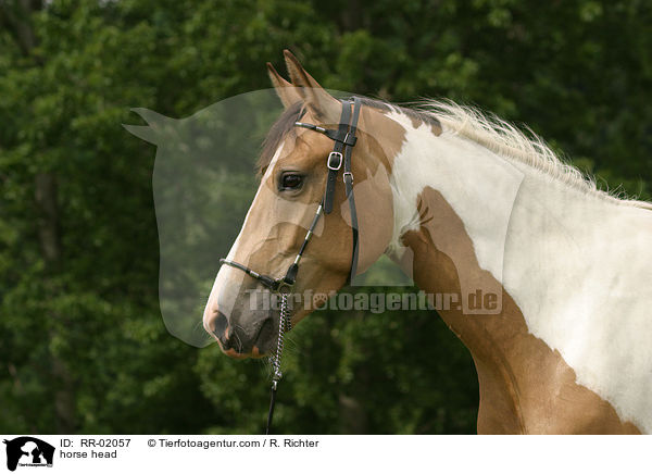 horse head / RR-02057