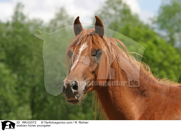 arabian horse youngster / RR-02072