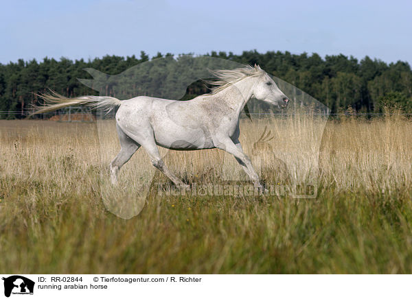 running arabian horse / RR-02844