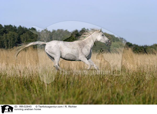running arabian horse / RR-02845