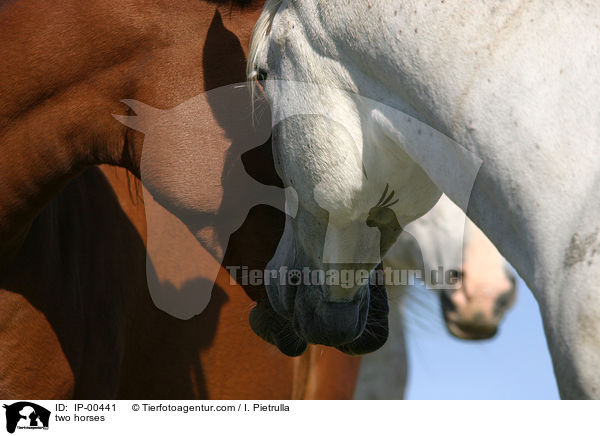 two horses / IP-00441