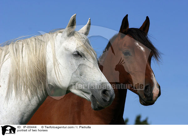 portrait of two horses / IP-00444