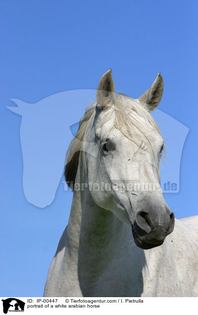 portrait of a white arabian horse / IP-00447