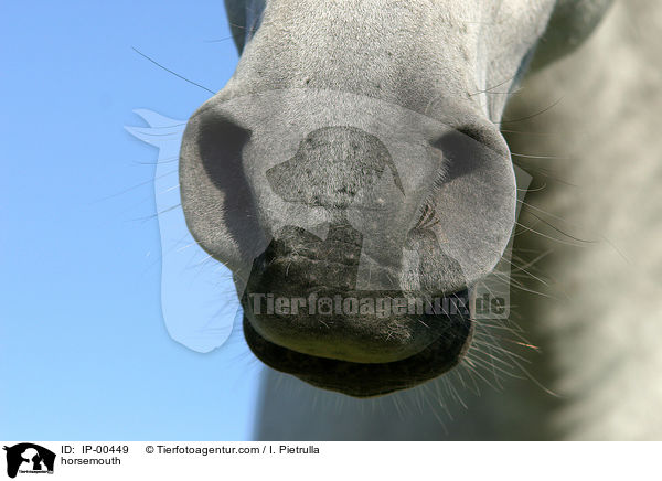 horsemouth / IP-00449