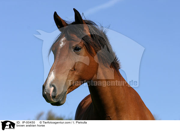 brown arabian horse / IP-00450