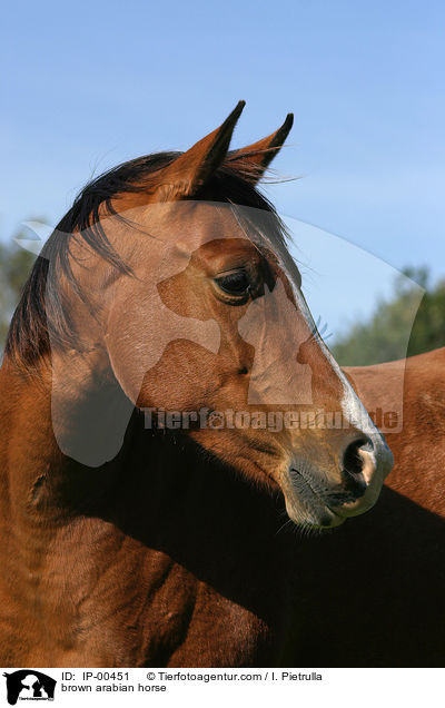 brown arabian horse / IP-00451