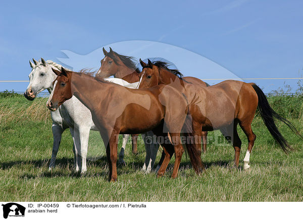 Araberherde auf der Koppel / arabian herd / IP-00459