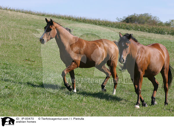 arabian horses / IP-00470