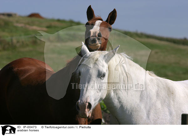 arabian horses / IP-00473