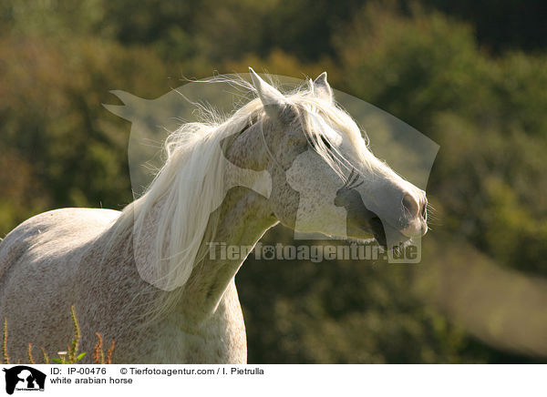 white arabian horse / IP-00476