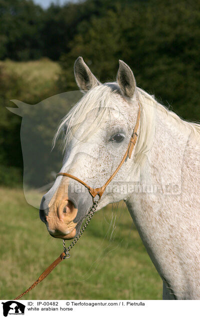 white arabian horse / IP-00482